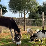 منزل ريفي Masseria Scaledda ماندوريا