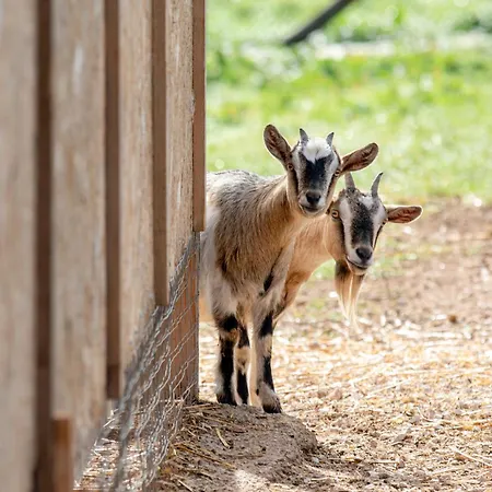 Летний дом Masseria Scaledda